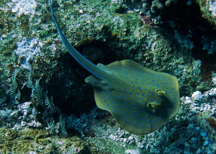 Batu Ampar Menjangan リゾート